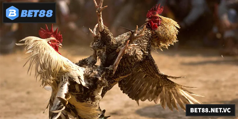 Đá Gà Đòn – Trải Nghiệm Thú Vị Những Trận Chiến Kịch Tính