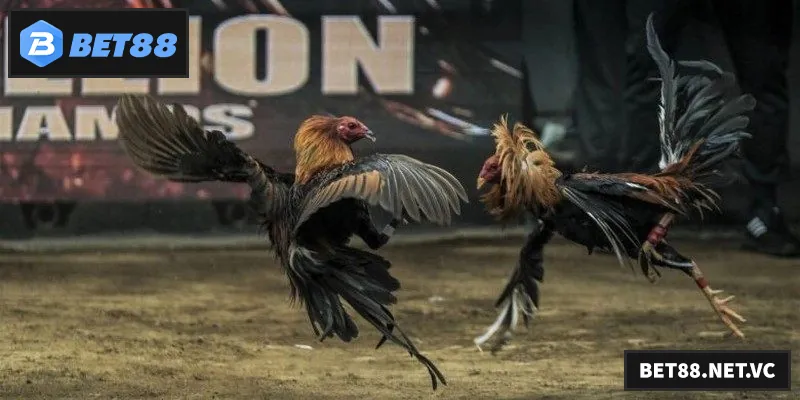 Đá Gà Thomo – Trải Nghiệm Thú Vị Tại Sảnh Đá Gà Trực Tuyến