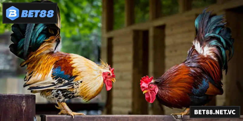 Khám phá đá gà đòn – trò chơi truyền thống hấp dẫn, gay cấn và giàu chiến thuật