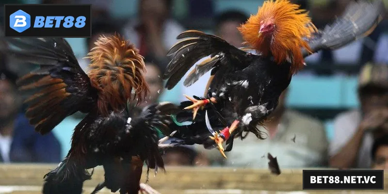 Khám phá đá gà Thomo hấp dẫn với những trận đấu kịch tính và cơ hội thắng lớn mỗi ngày