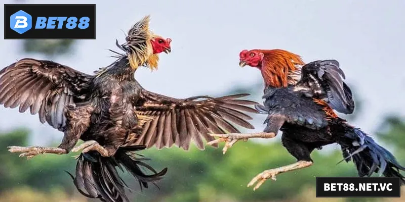 Khám phá thế giới đá gà Tre với những trận chiến kịch tính, hấp dẫn và đầy kỹ thuật